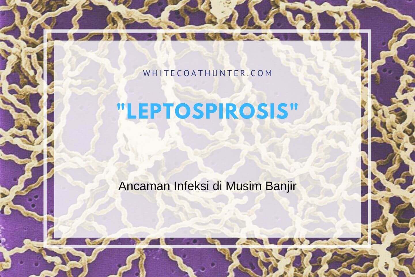 Leptospirosis: Ancaman Infeksi di Musim Banjir