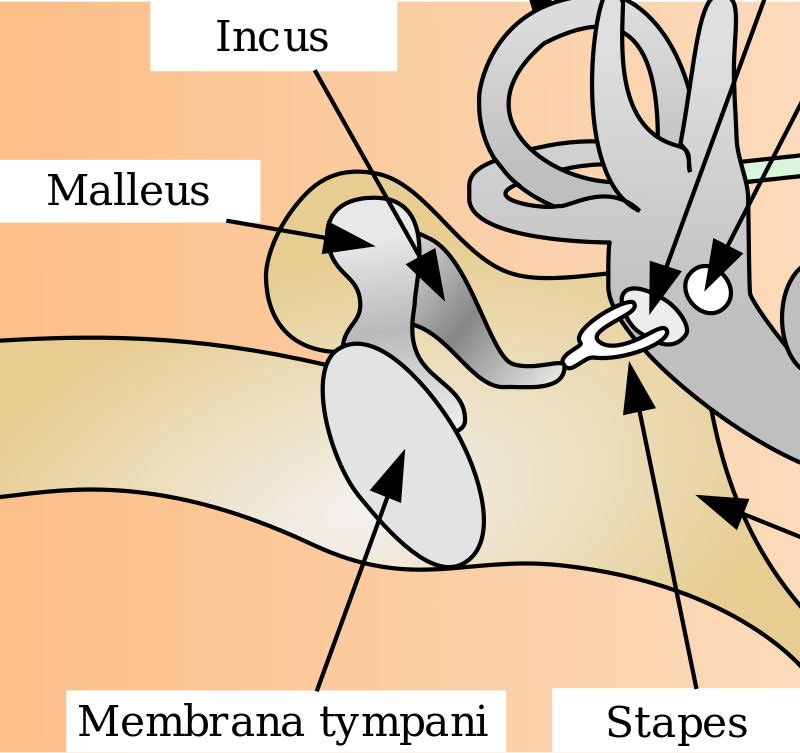 Tulang Pendengaran