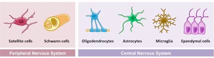 Jenis Neuroglia