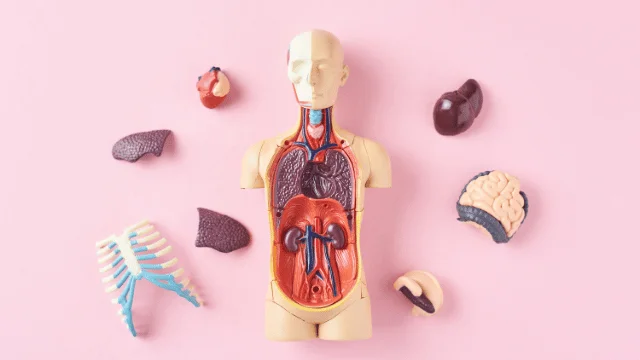 Gambar Anatomi Tubuh Manusia Gratis Tahun 2023