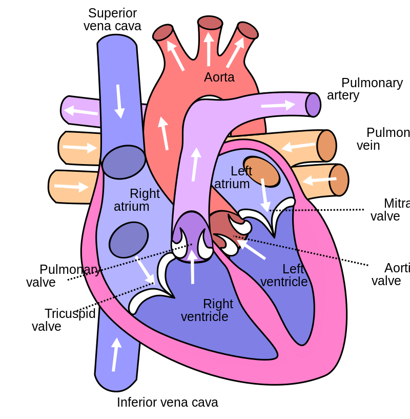 Bagian Bagian Utama Jantung Atrium dan Ventrikel